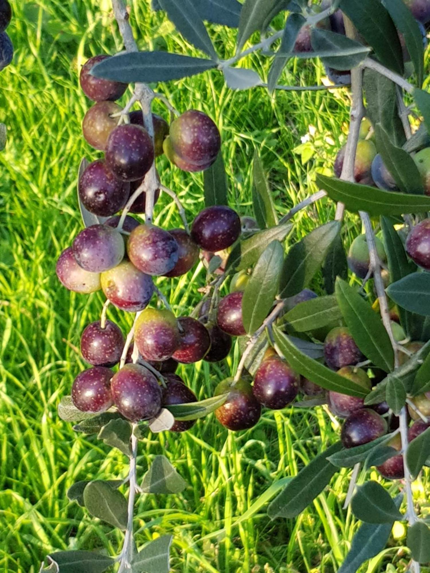 Agriturismo Podere Casalone Limite Eksteriør bilde